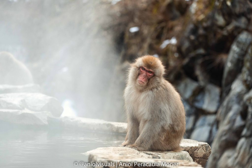 Jiokudani Monkey Park wildlife by aniolvisuals. Japan photography trip.