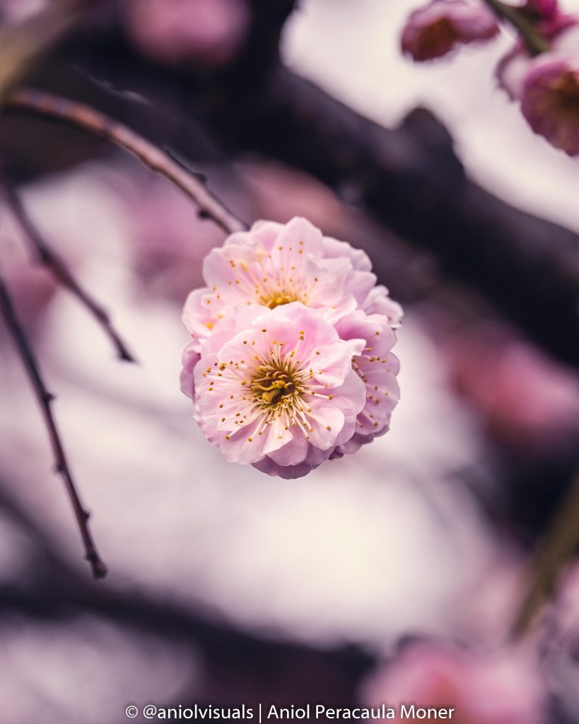 Cherry Blossom photography in Hiroshima. Japan by aniolvisuals