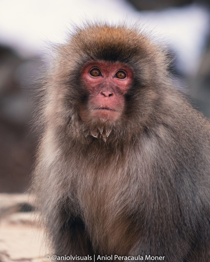Jigokudani Monkey Park guide by aniolvisuals