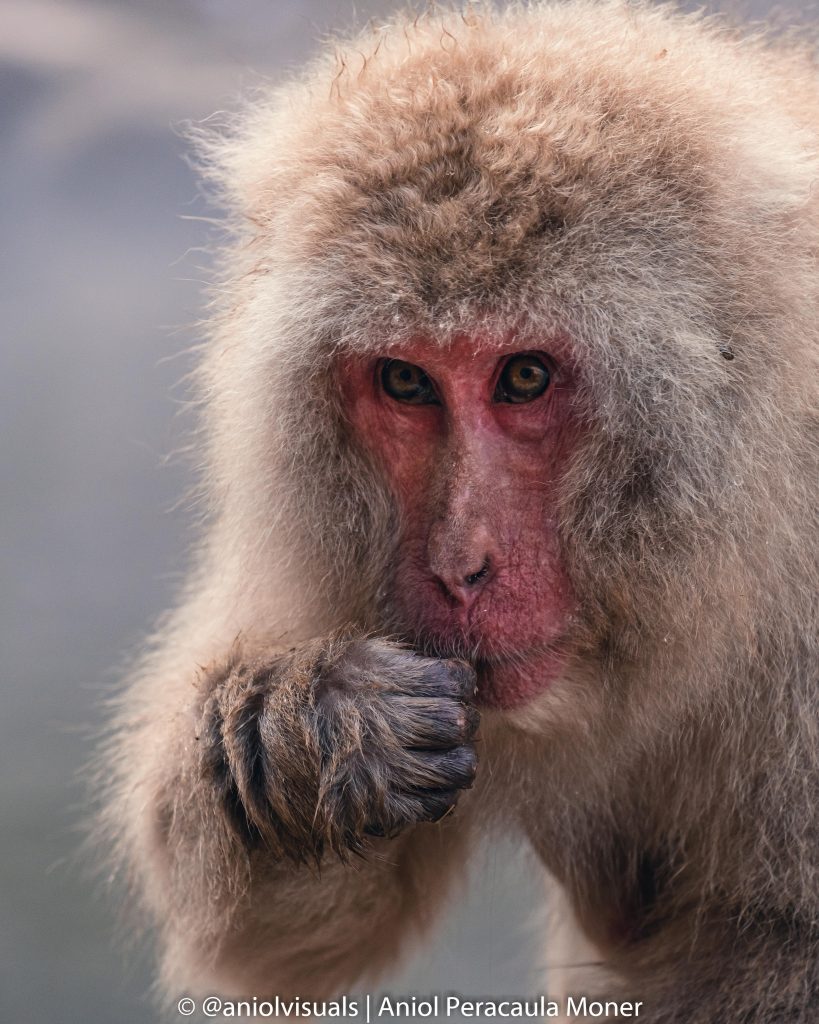 Jigokudani Monkey Park snow monkey eating by aniolvisuals