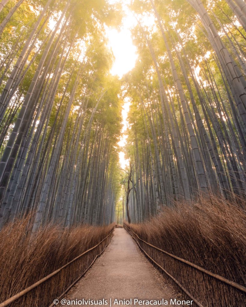 Arashyiama bamboo forest Kyoto photography by aniolvisuals