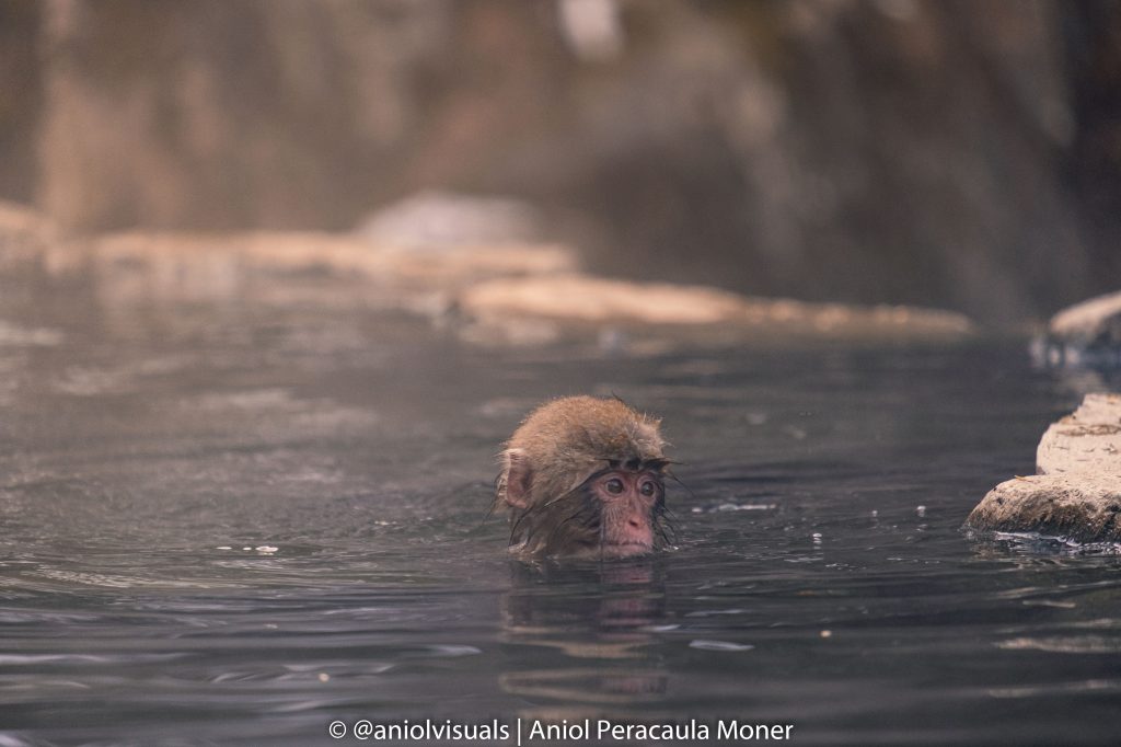 Jigokudani Monkey Park baby monkey by aniolvisuals