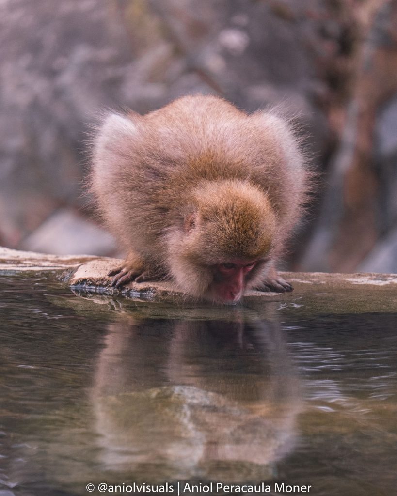 Jigokudani snow Monkey Park by aniolvisuals