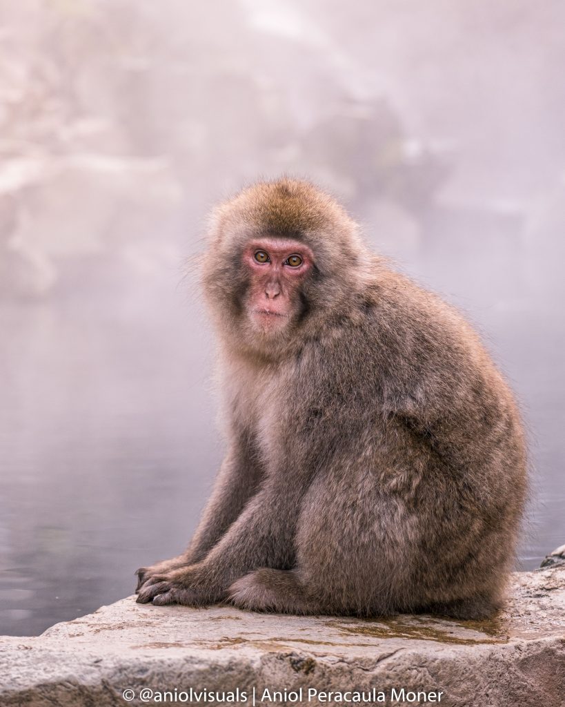 Jigokudani snow Monkey Park photography guide by aniolvisuals