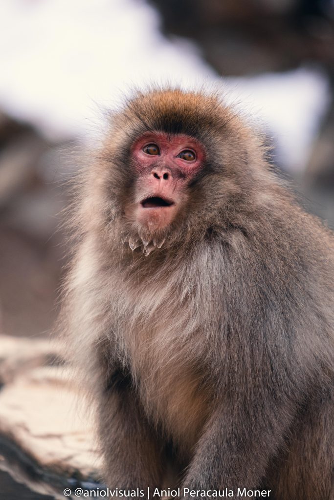 Jigokudani Monkey Park by aniolvisuals