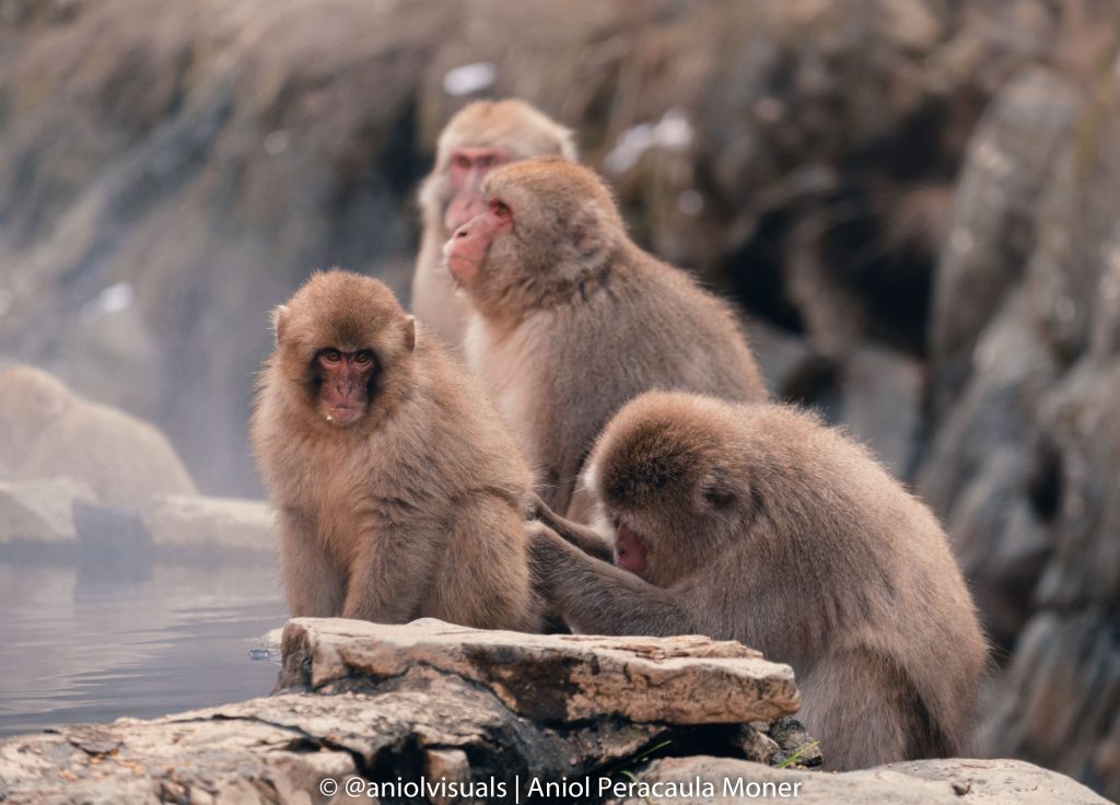 Jigokudani snow Monkey Park photography guide by aniolvisuals