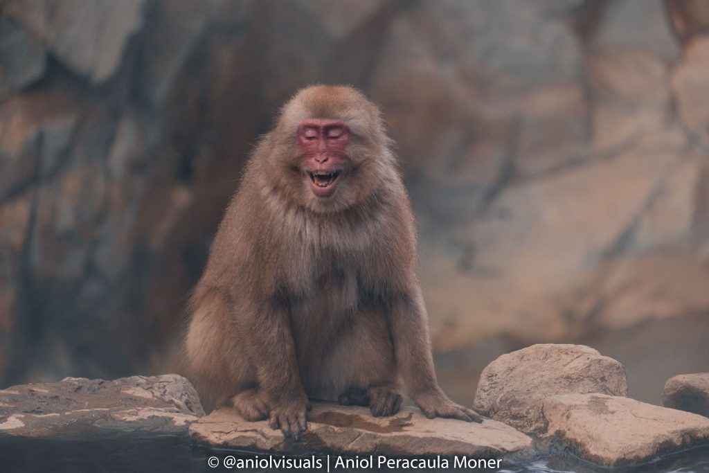 Jigokudani Monkey Park photography by aniolvisuals