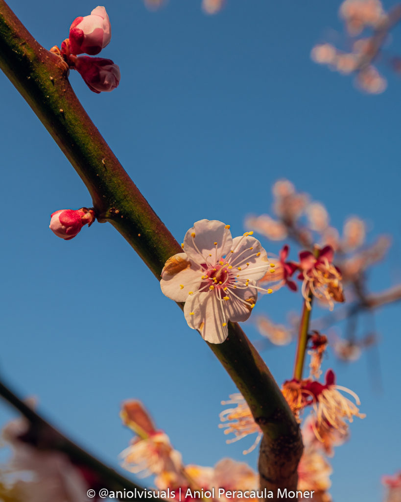 Hiroshima Castle Garden cherry blossom by aniolvisuals