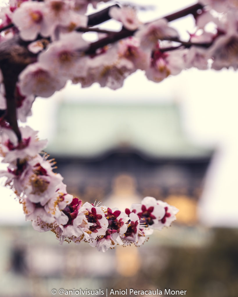 Osaka castle cherry blossom photography by aniolvisuals