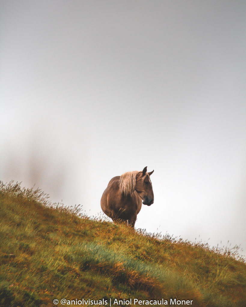 Horse pyrenees by aniolvisuals