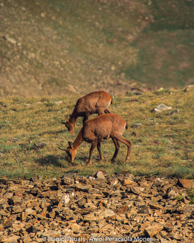 chamois pyrenees by aniolvisuals