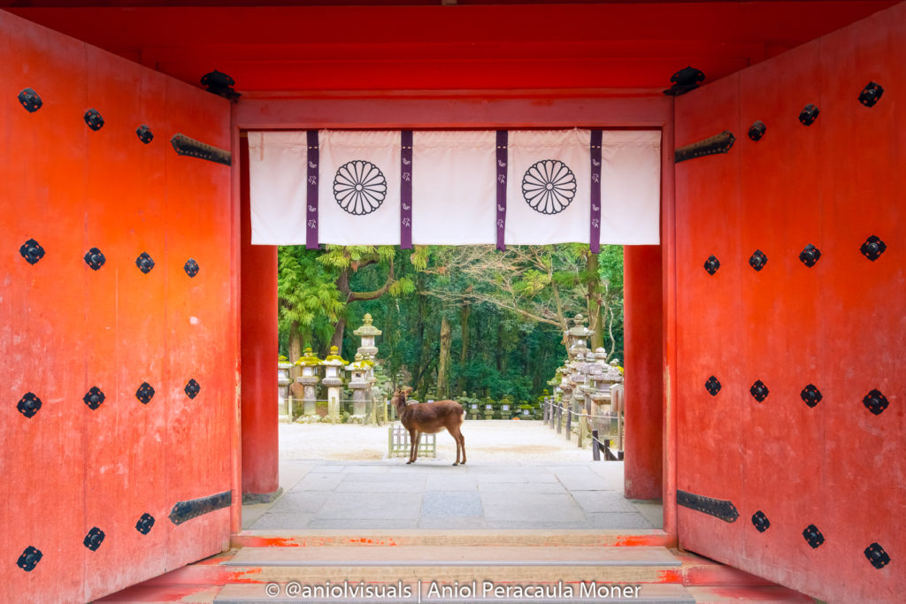 Nara temple and deer