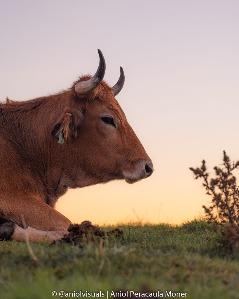 Picos de Europa cow