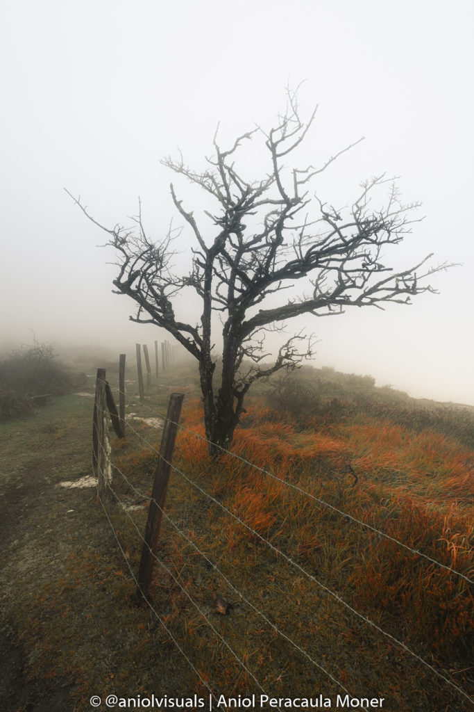 mist landscape nervion