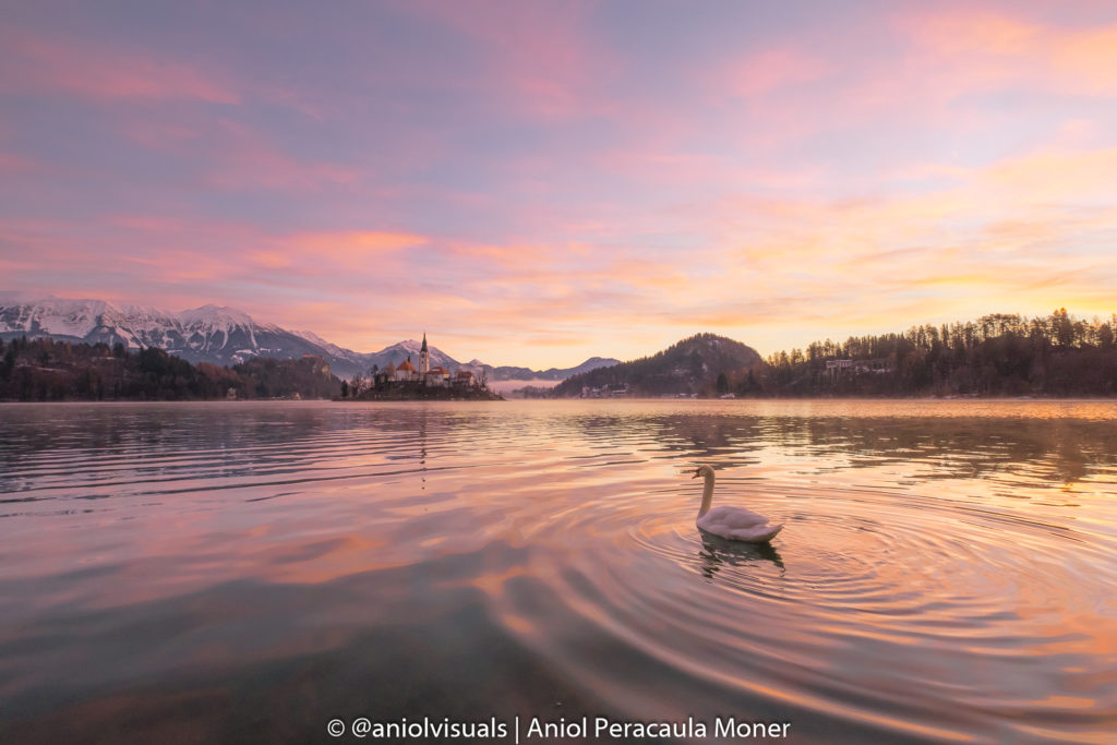 Bled lake swan photography