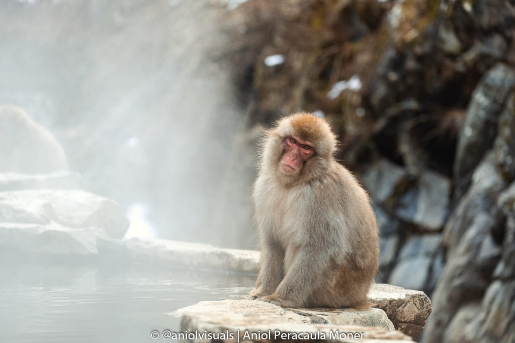 Jigokudani monkey park photography guide