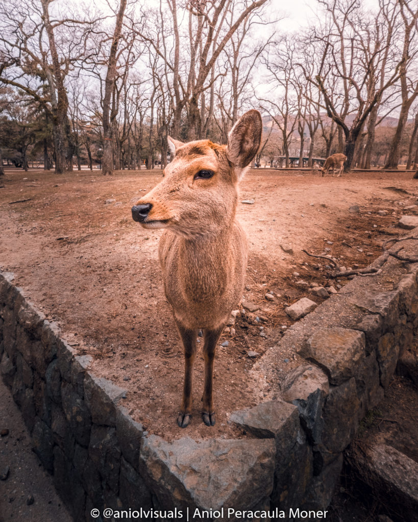 Nara deers japan photography locations