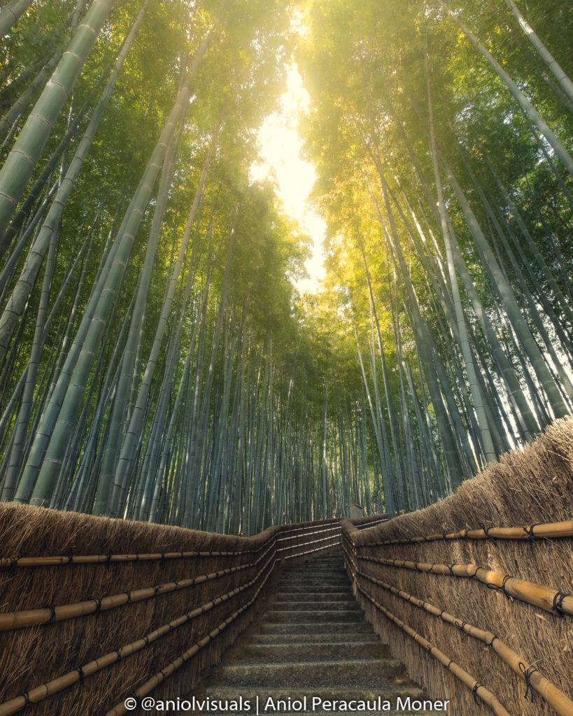 Secret Arashiyama bamboo forest
