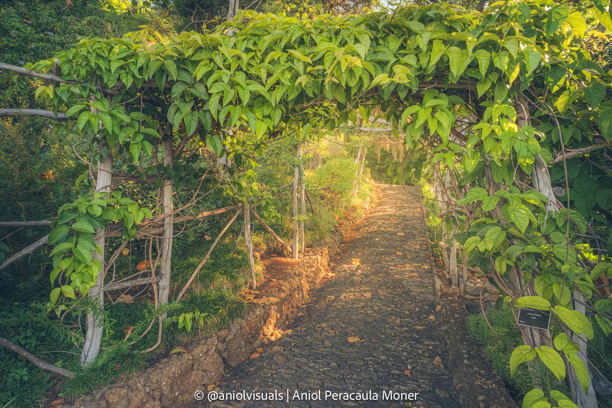 madeira botanical garden