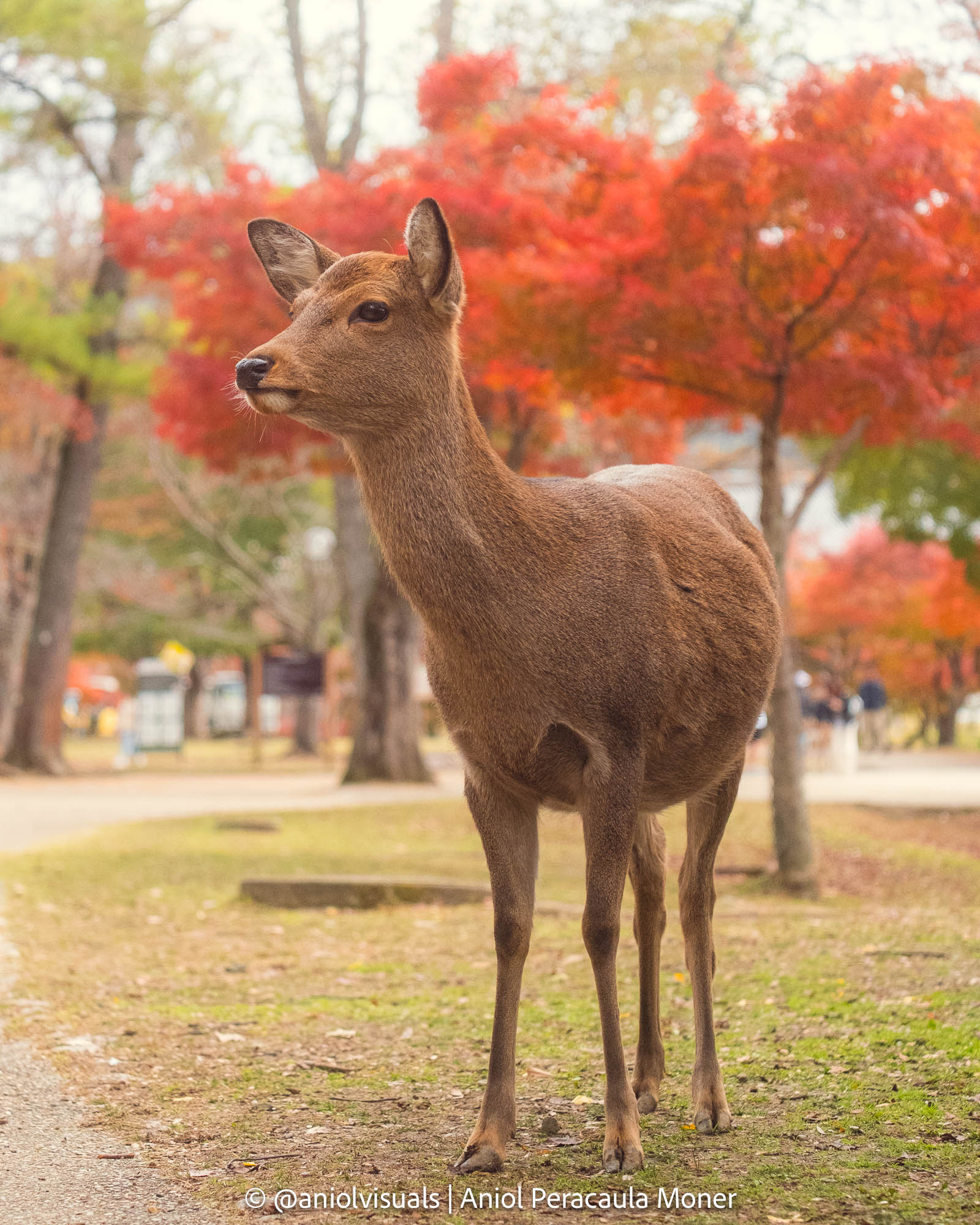Nara deer photography