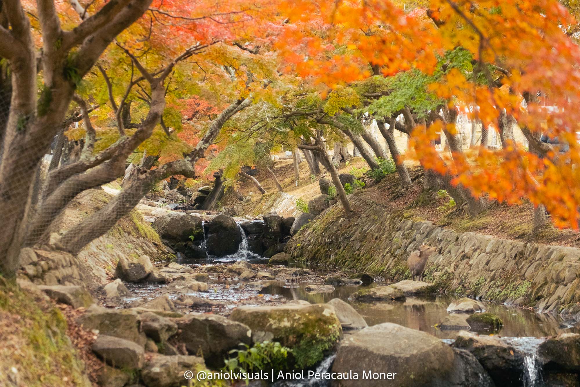 Nara photography autumn