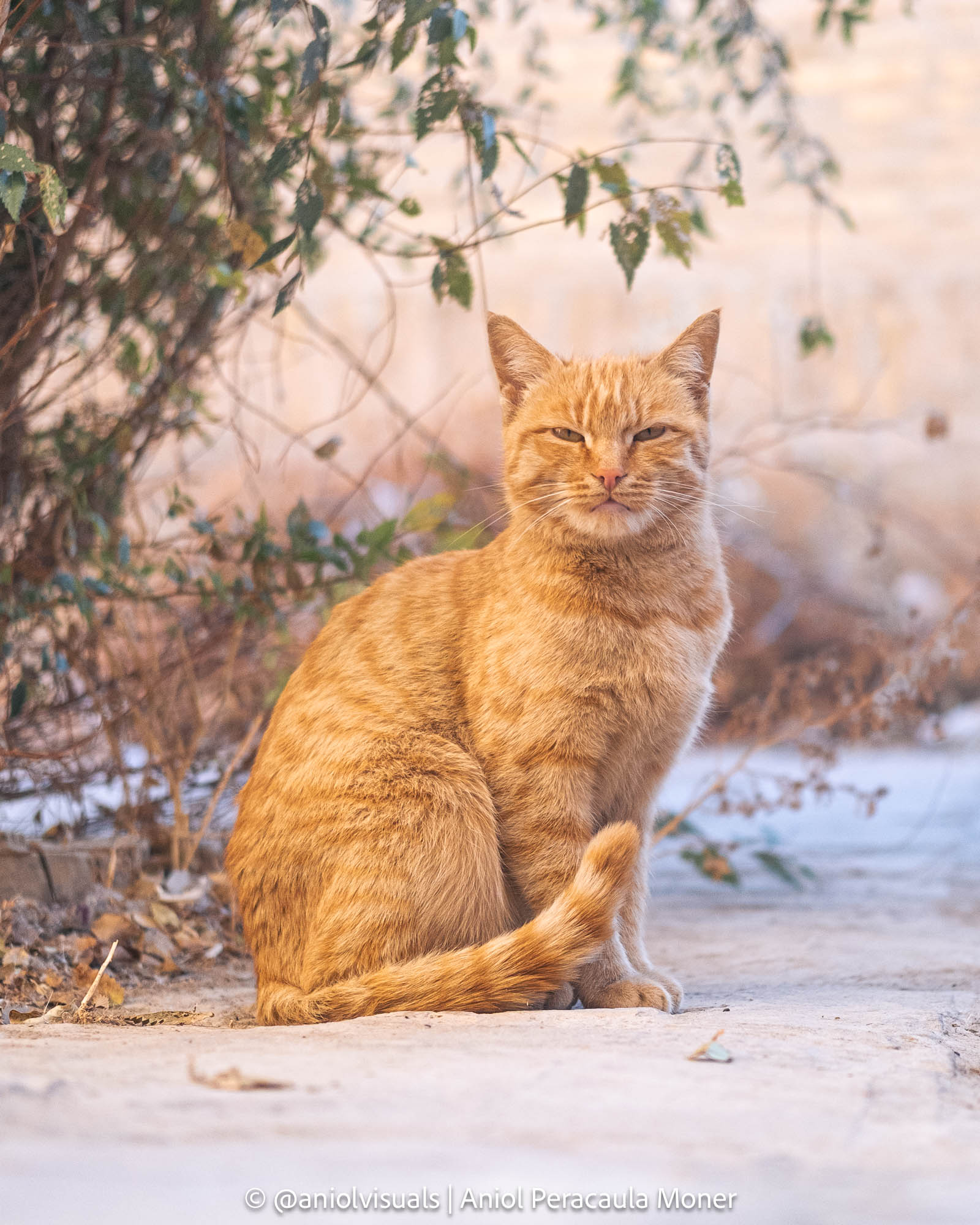 khiva cats