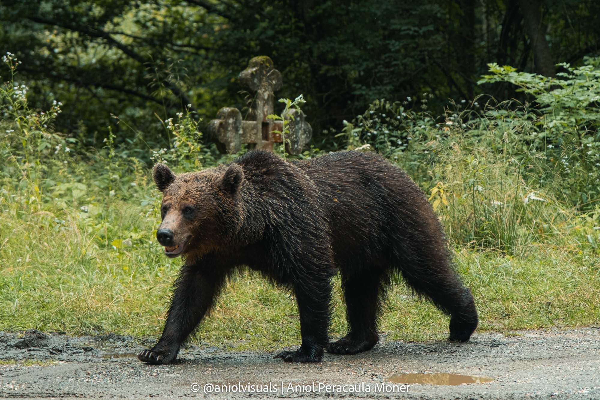 Romania Bears photography